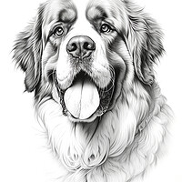 Buy canvas prints of Pencil Drawing St Bernard by Steve Smith