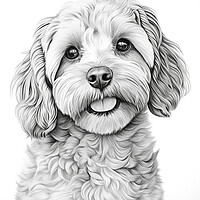 Buy canvas prints of Pencil Drawing Cavapoo by Steve Smith
