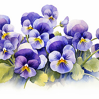 Buy canvas prints of Watercolour Violas by Steve Smith