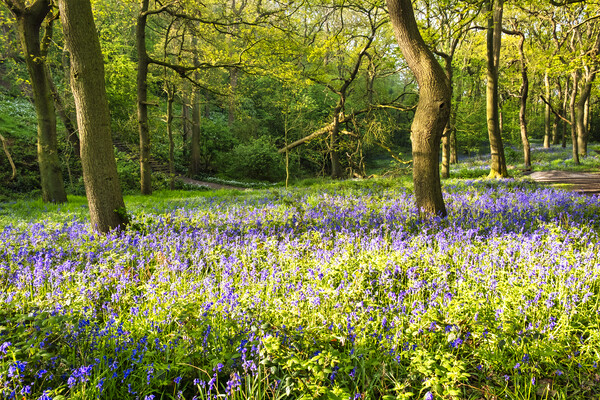 Bluebell Woods Picture Board by Steve Smith