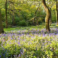 Buy canvas prints of Bluebell Woods by Steve Smith