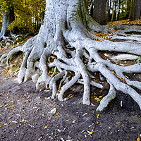 Buy canvas prints of Newmillerdam Roots by Steve Smith