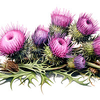 Buy canvas prints of Watercolour Scottish Thistles by Steve Smith