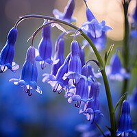 Buy canvas prints of Bluebells by Steve Smith