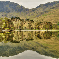 Buy canvas prints of Buttermere Pines by Steve Smith