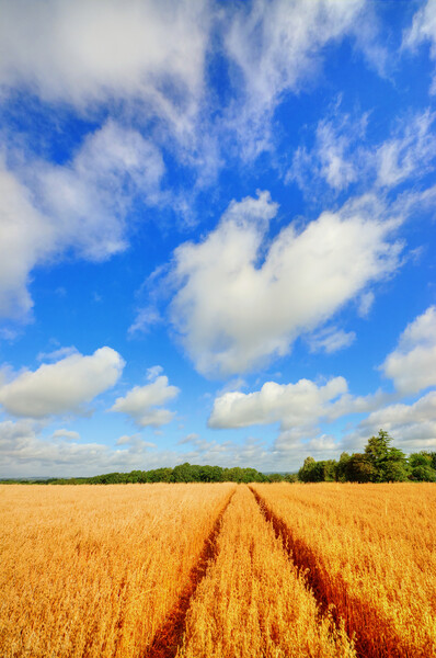 Tiddington Wheat Field Picture Board by Steve Smith