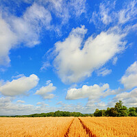 Buy canvas prints of Tiddington Wheat Field by Steve Smith