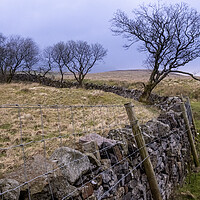 Buy canvas prints of Ribblehead Stone Wall by Steve Smith