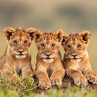 Buy canvas prints of Lion Cubs by Steve Smith