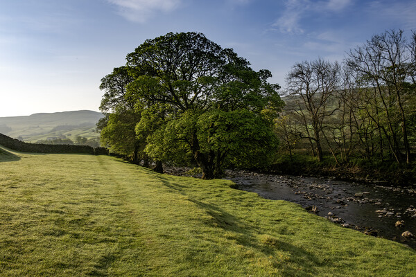 Early Morning Swaledale Picture Board by Steve Smith