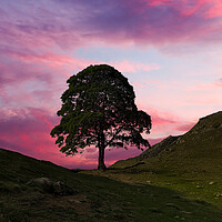 Sycamore Gap Sunset