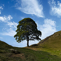 Sycamore Gap