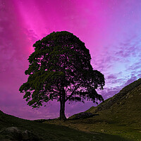 Sycamore Gap Northern Lights