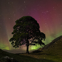 Sycamore Gap Northern Lights