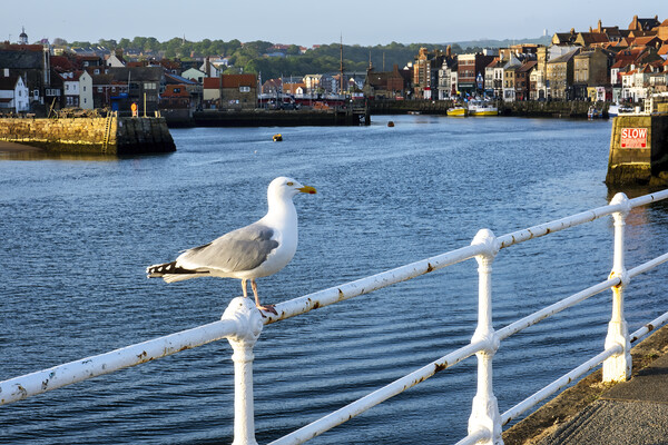 Whitby Seagull Picture Board by Tim Hill