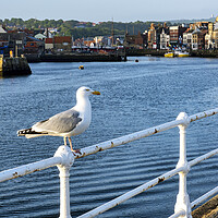 Buy canvas prints of Whitby Seagull by Tim Hill