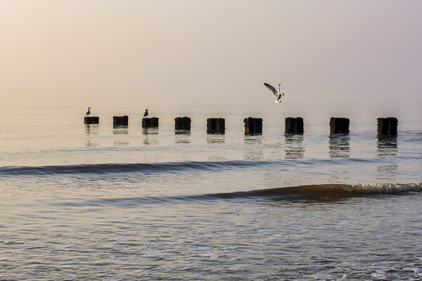 Graceful Seagull Landing Picture Board by Tim Hill