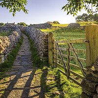 Buy canvas prints of Sunrise Path through Yorkshire Countryside by Tim Hill