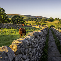 Buy canvas prints of A Golden Path through Yorkshires Countryside by Tim Hill
