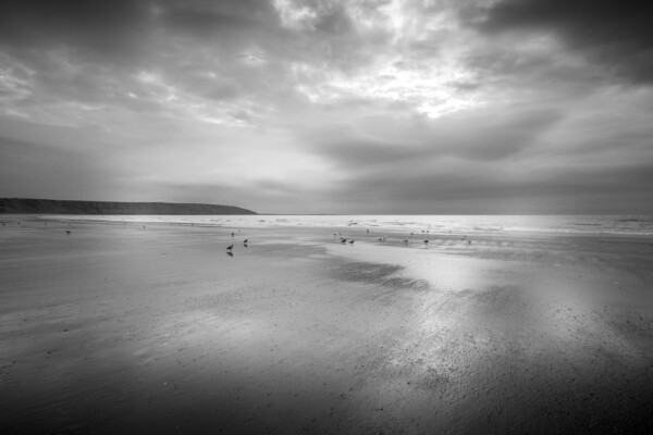 Moody Seagulls on Filey Beach Picture Board by Tim Hill
