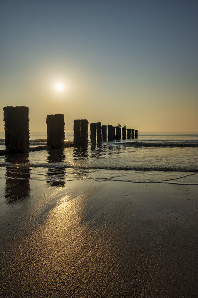 Golden Hour at Bridlington Beach Picture Board by Tim Hill
