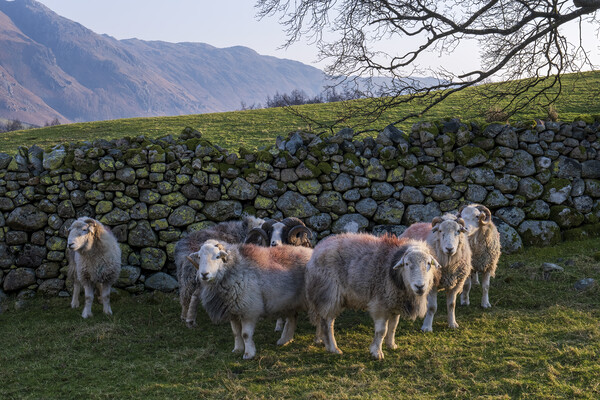Flock of Herdwick Rams Lake District Picture Board by Tim Hill