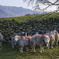 Buy canvas prints of Flock of Herdwick Rams Lake District by Tim Hill