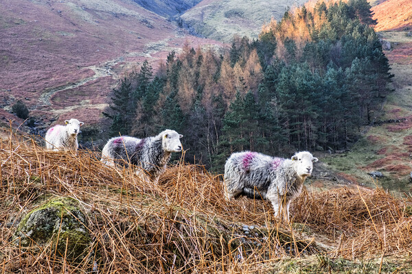 Herdwick Sheep Grazing in the Great Langdale Valle Picture Board by Tim Hill