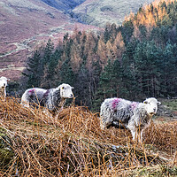 Buy canvas prints of Herdwick Sheep Grazing in the Great Langdale Valle by Tim Hill