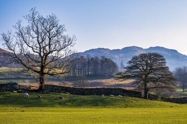 Elterwater Landscape The Lakes Cumbria Picture Board by Tim Hill