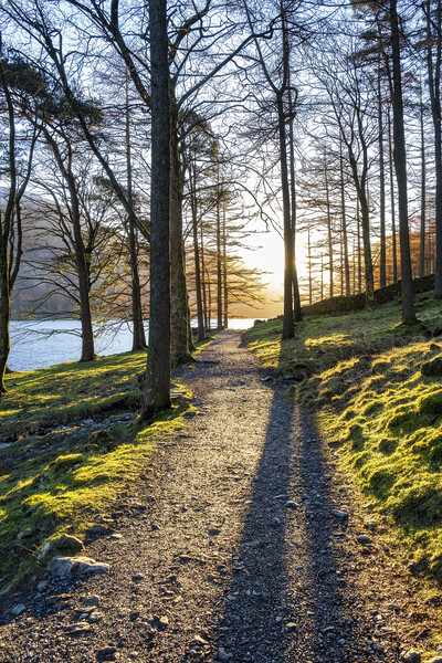 Majestic Sunrise in Buttermere Forest Picture Board by Tim Hill