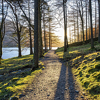 Buy canvas prints of Majestic Sunrise in Buttermere Forest by Tim Hill