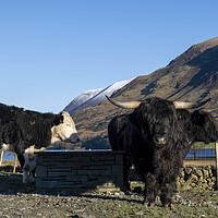 Buy canvas prints of Majestic Highland Cattle Grazing by Tim Hill