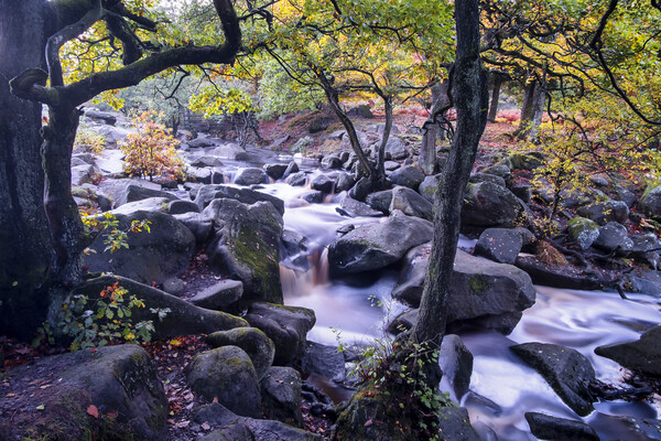 Autumn at Padley Gorge Picture Board by Tim Hill