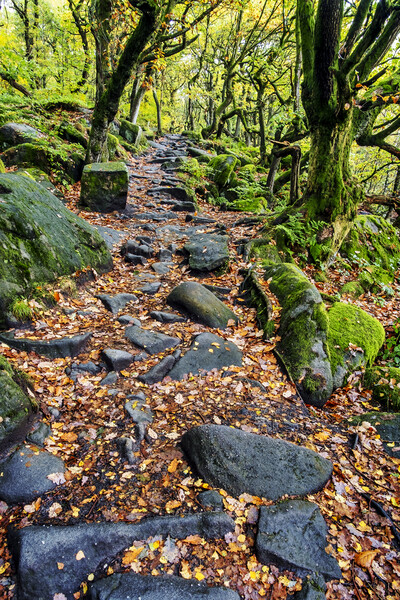Spectacular Autumn Colors at Padley Gorge Picture Board by Tim Hill
