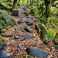 Buy canvas prints of Spectacular Autumn Colors at Padley Gorge by Tim Hill