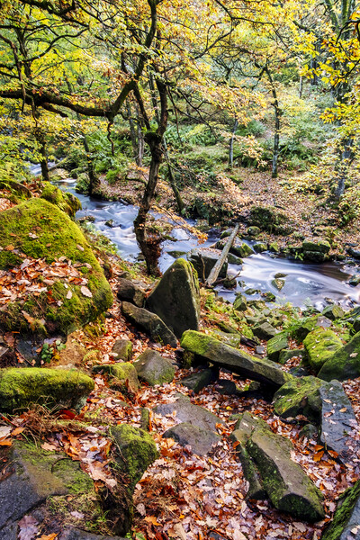 Padley Gorge Peak District Picture Board by Tim Hill