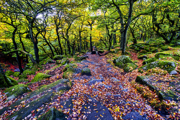 Padley Gorge in Autumn Picture Board by Tim Hill