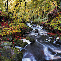 Buy canvas prints of Vibrant Autumn Wonderland by Tim Hill