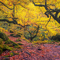 Buy canvas prints of Enchanting Autumn Wonderland by Tim Hill