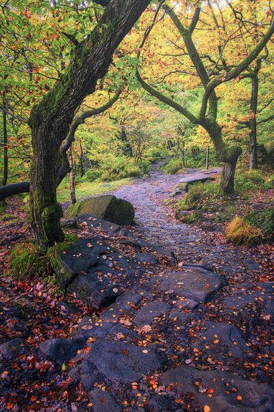 Padley Gorge Autumn Woodland Picture Board by Tim Hill