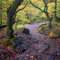 Buy canvas prints of Padley Gorge Autumn Woodland by Tim Hill