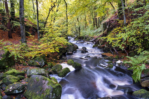 Padley Gorge In Autumn Picture Board by Tim Hill