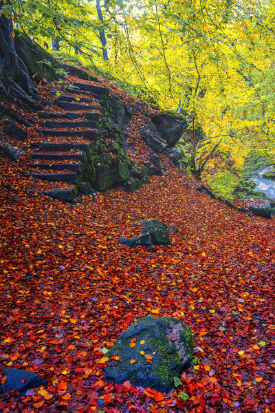 Padley Gorge Autumn Woodland Picture Board by Tim Hill
