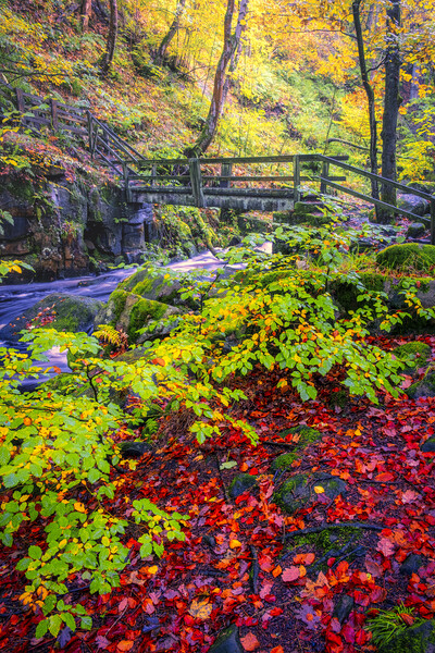 Padley Gorge Beautiful Autumn Picture Board by Tim Hill