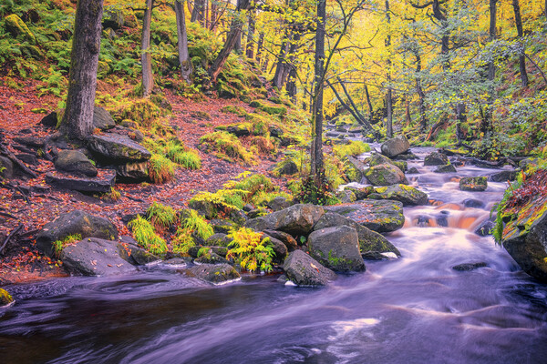 Enchanting Autumn Walk in Padley Gorge Picture Board by Tim Hill