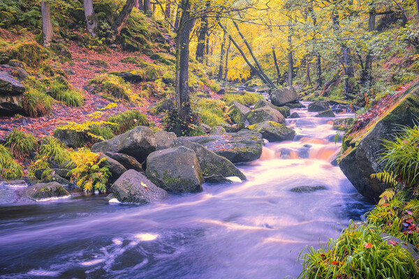 Enchanting Autumn Scene in Padley Gorge Picture Board by Tim Hill