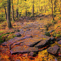 Buy canvas prints of Enchanting Autumn Woods by Tim Hill