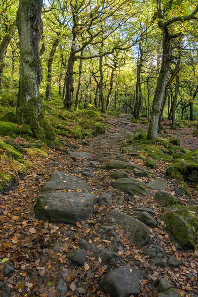 Padley Gorge Peak District Picture Board by Tim Hill