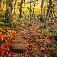 Buy canvas prints of Padley Gorge Autumn Woodland by Tim Hill